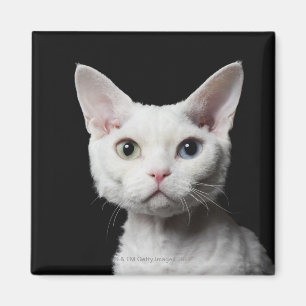 White odd-eyed cat magnet