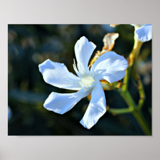 White Oleander Flower Wall Poster/Print Poster
