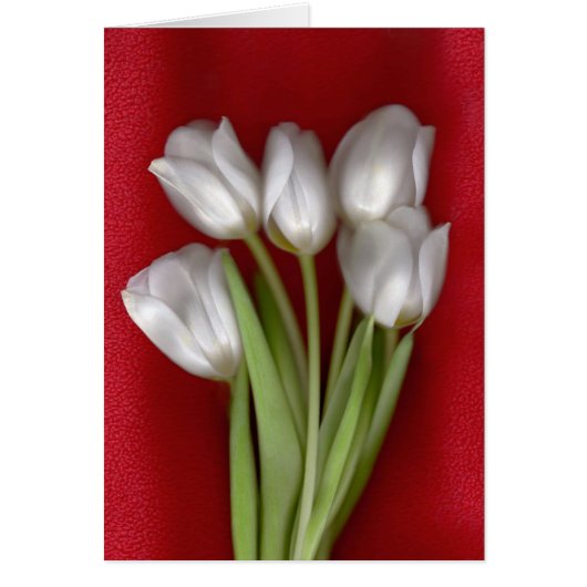 White on Red Cards (Front)
