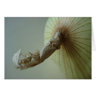 White Onion Cards