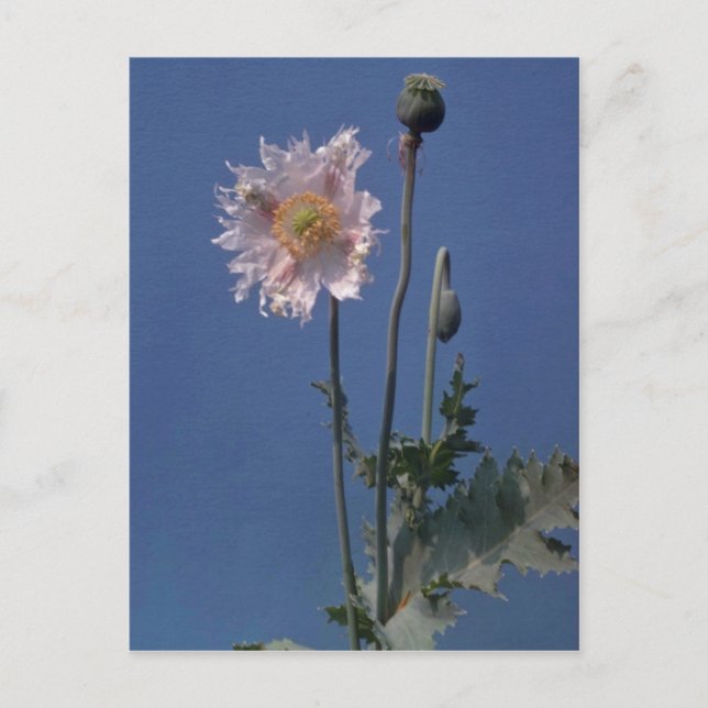 white Opium Poppy (Papaver Somniferum) flowers Postcard (Front)