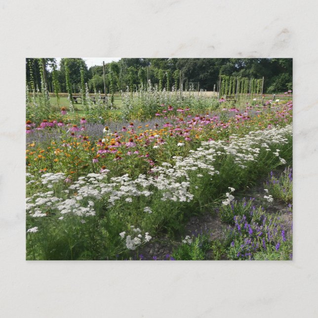 White Orange Purple Wildflowers Field DIY Postcard (Front)