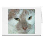 White & Orange Tabby Cat (Front Horizontal)