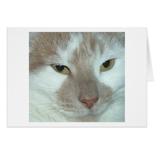 White & Orange Tabby Cat Cards (Front Horizontal)