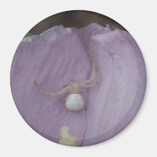 White Orb spider Magnet