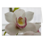 White Orchid (Front Horizontal)