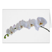 White orchid (Front Horizontal)