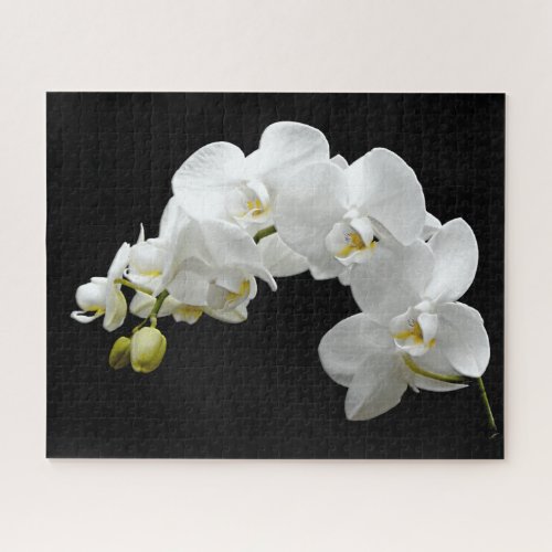 White Orchid Blossom Jigsaw Puzzle