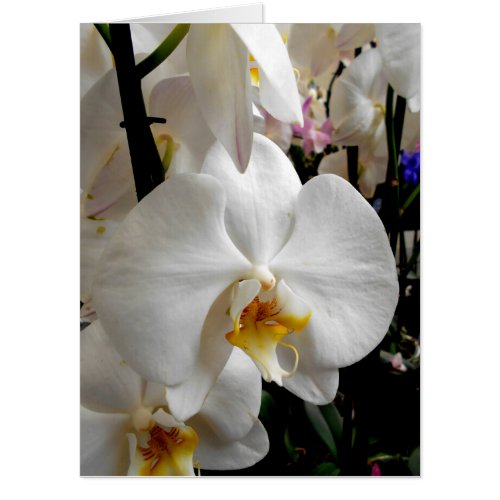 White Orchid Card