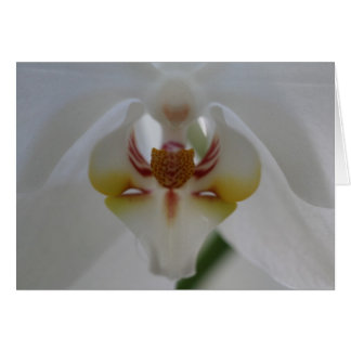 White Orchid Cards