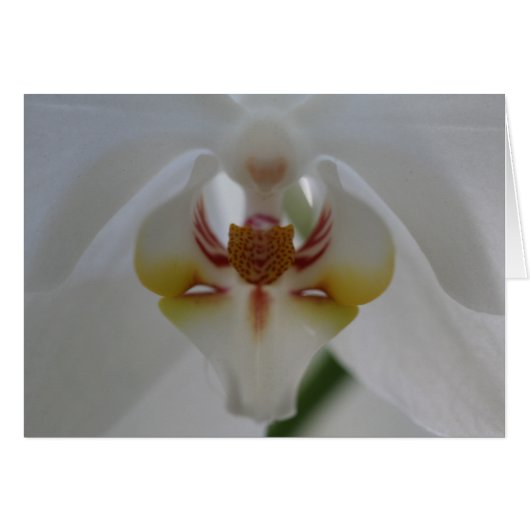 White Orchid Cards (Front Horizontal)
