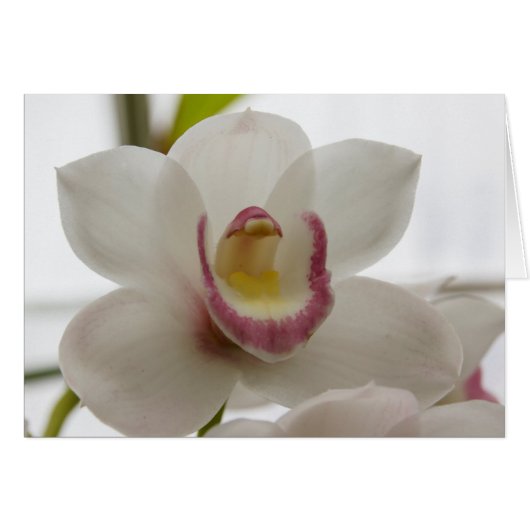White Orchid Cards (Front Horizontal)