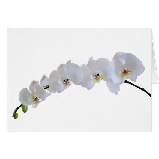 White orchid cards (Front Horizontal)