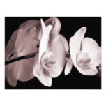 White Orchid Flower Black Background Abstract Photo Print at Zazzle