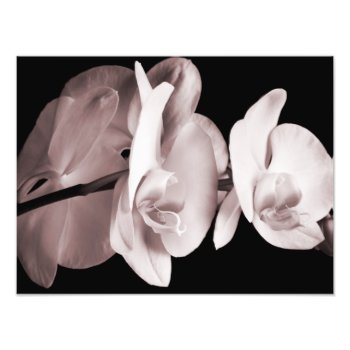White Orchid Flower Black Background Abstract Photo Print by Christine_Elizabeth at Zazzle