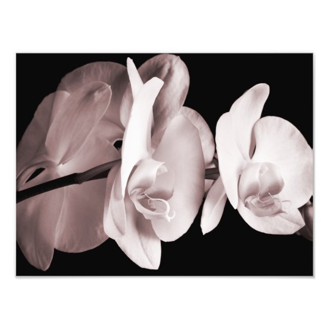 White Orchid Flower Black Background Abstract Photo Print (Front)