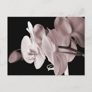 White Orchid Flower Black Background Abstract Postcard