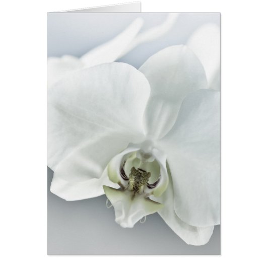 White Orchid Flower Cards (Front)