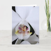 White orchid flower greeting card
