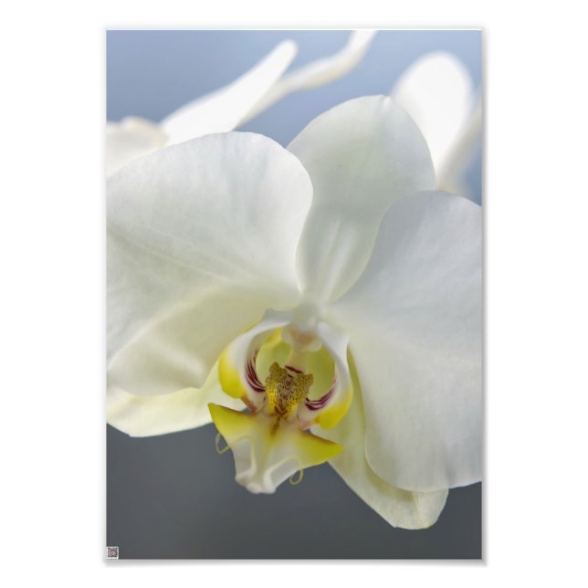 White Orchid Flower Photo Print (Front)