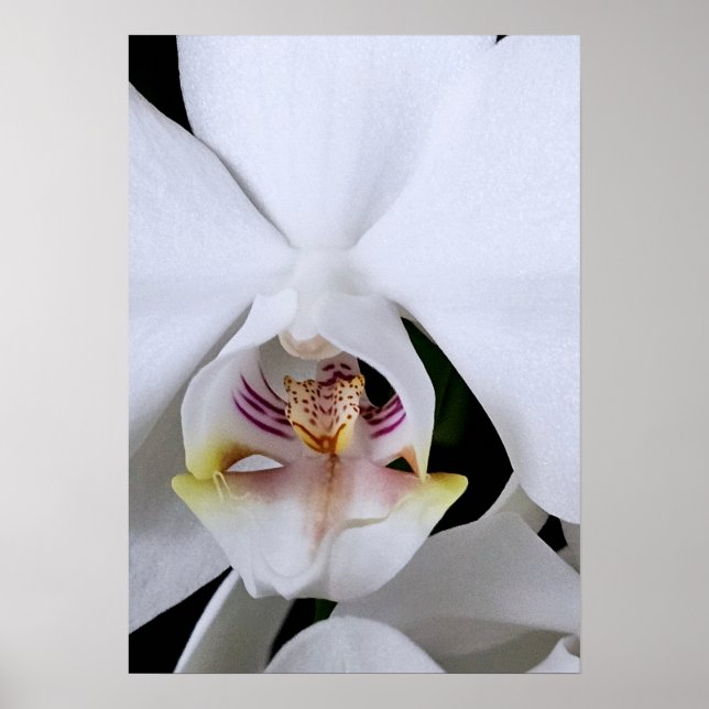White orchid flower poster (Front)
