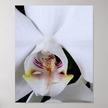 White orchid flower poster