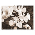 White Orchid Flower Sepia Black Background Floral Photo Print at Zazzle