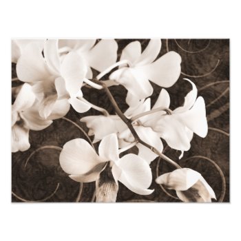 White Orchid Flower Sepia Black Background Floral Photo Print by Christine_Elizabeth at Zazzle