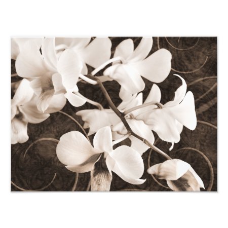 White Orchid Flower Sepia Black Background Floral Photo Print