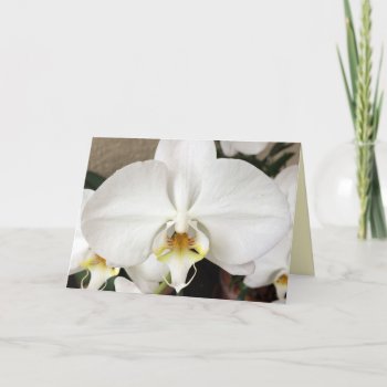 White Orchid Greeting Card by MarshallArtsInk at Zazzle