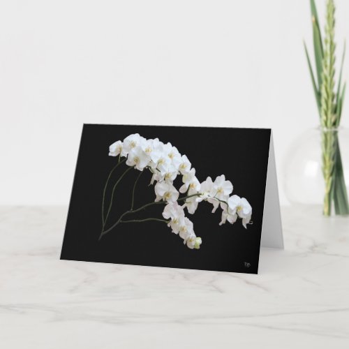 White Orchid Greeting Cards
