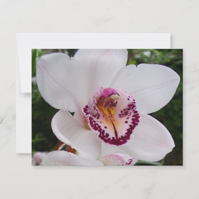 White Orchid I Beautiful Tropical Flower Card (Front)