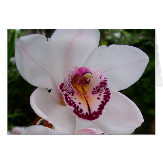 White Orchid I Beautiful Tropical Flower Cards (Front Horizontal)