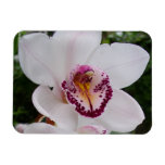 White Orchid I Beautiful Tropical Flower Magnet