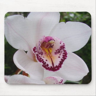 White Orchid I Beautiful Tropical Flower Mouse Pad