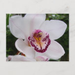 White Orchid I Beautiful Tropical Flower Postcard