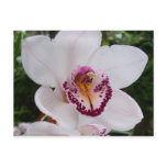 White Orchid I Beautiful Tropical Flower Postcard