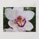 White Orchid I Beautiful Tropical Flower Postcard