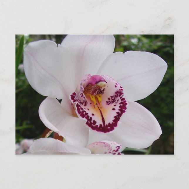 White Orchid I Beautiful Tropical Flower Postcard (Front)