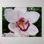 White Orchid I Beautiful Tropical Flower Poster