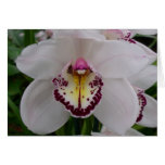 White Orchid II Elegant Floral