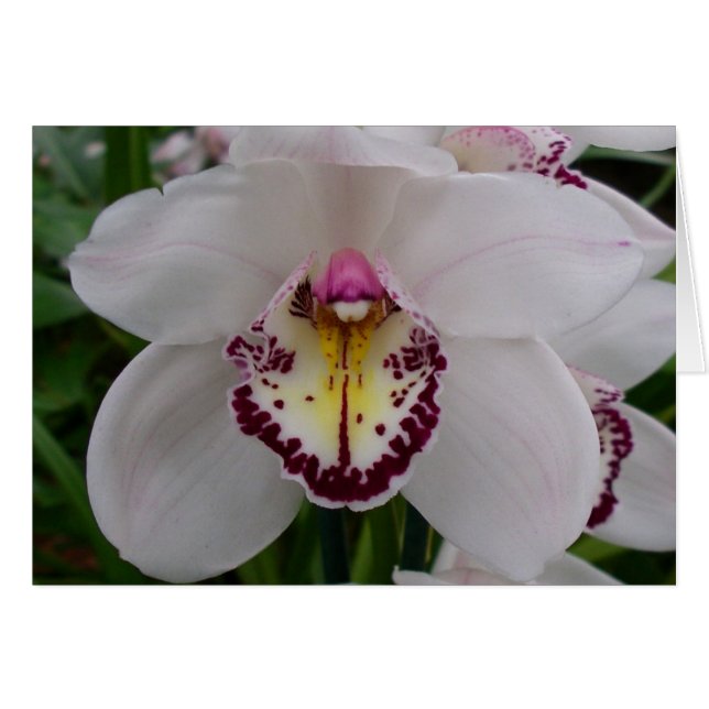 White Orchid II Elegant Floral (Front Horizontal)