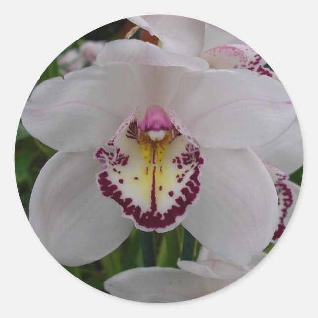 White Orchid II Elegant Floral Classic Round Sticker (Front)