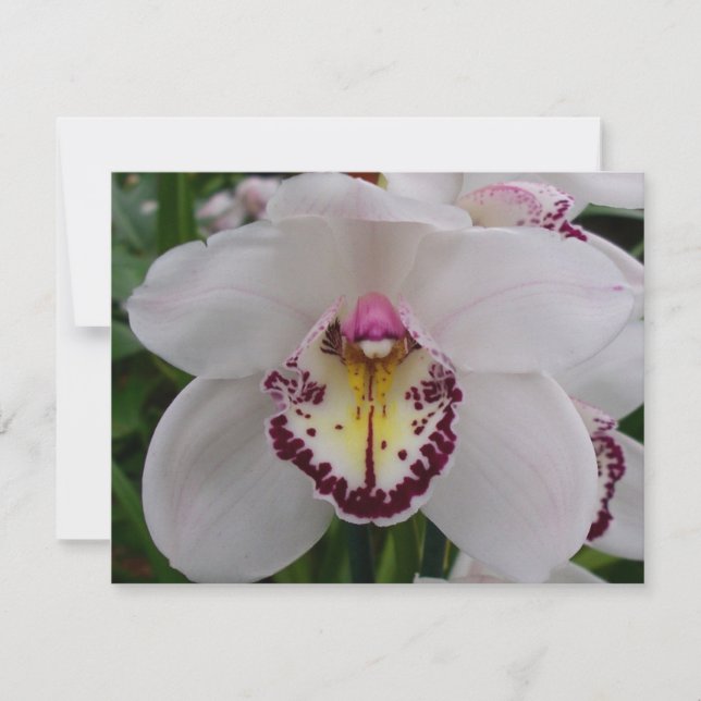 White Orchid II Elegant Floral Note Card (Front)