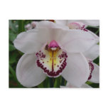 White Orchid II Elegant Floral Postcard