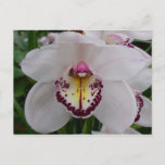 White Orchid II Elegant Floral Postcard