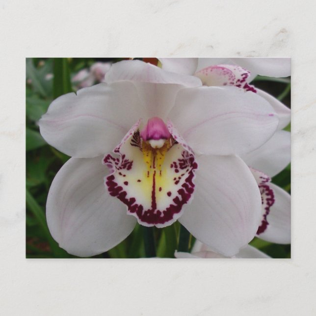 White Orchid II Elegant Floral Postcard (Front)