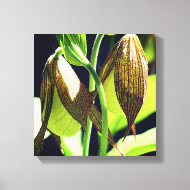 White Orchid Lady Slipper Flower Pair  Canvas Print (Front)