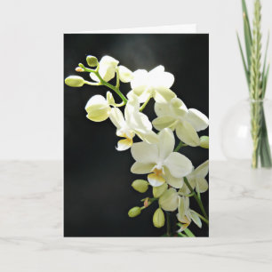 White orchid on black Birthday Card