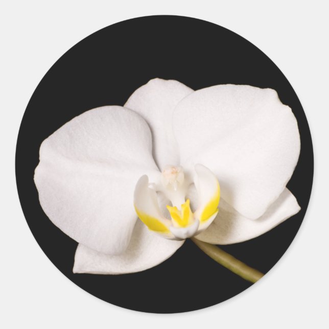 White Orchid On Black Classic Round Sticker (Front)